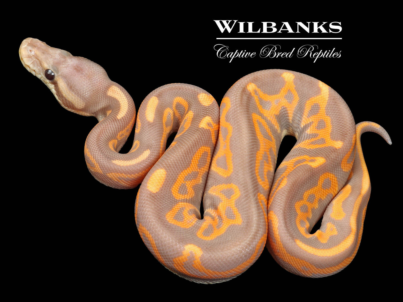 Banana Cinnamon Leopard Ball Python ♂ '23