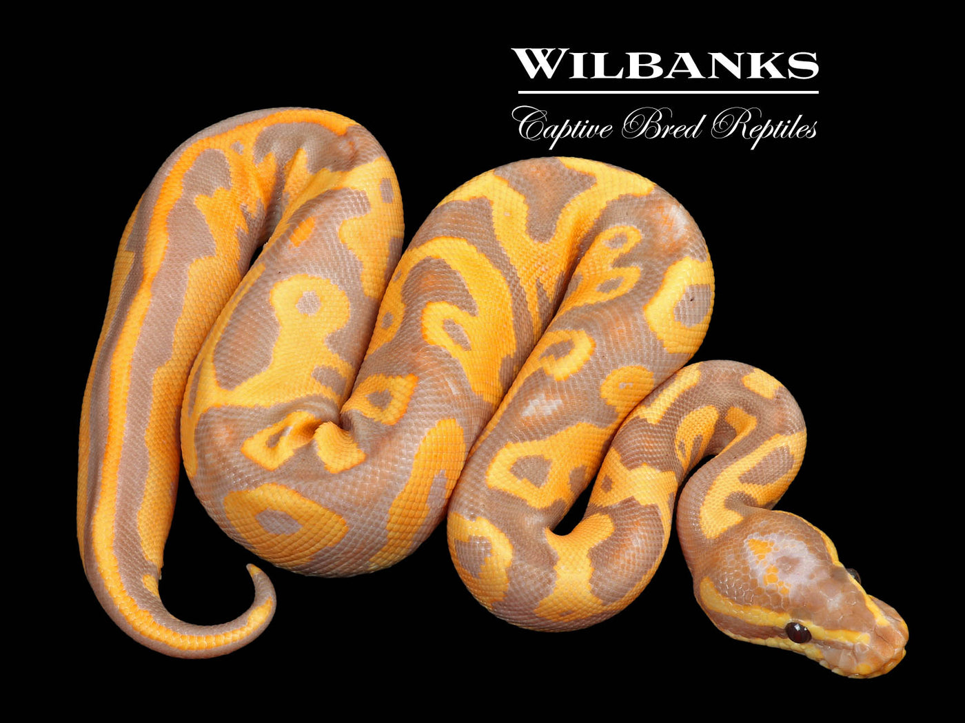 Banana Leopard Yellow Belly Ball Python ♂ '23