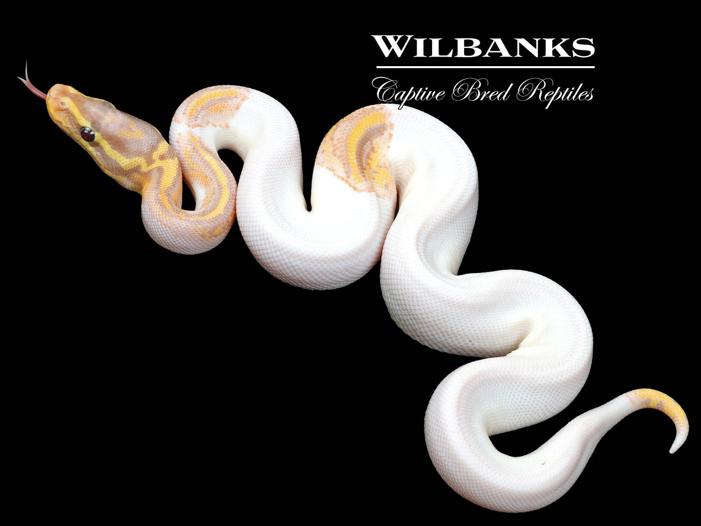 Banana Pied Yellow Belly Ball Python ♂ '23