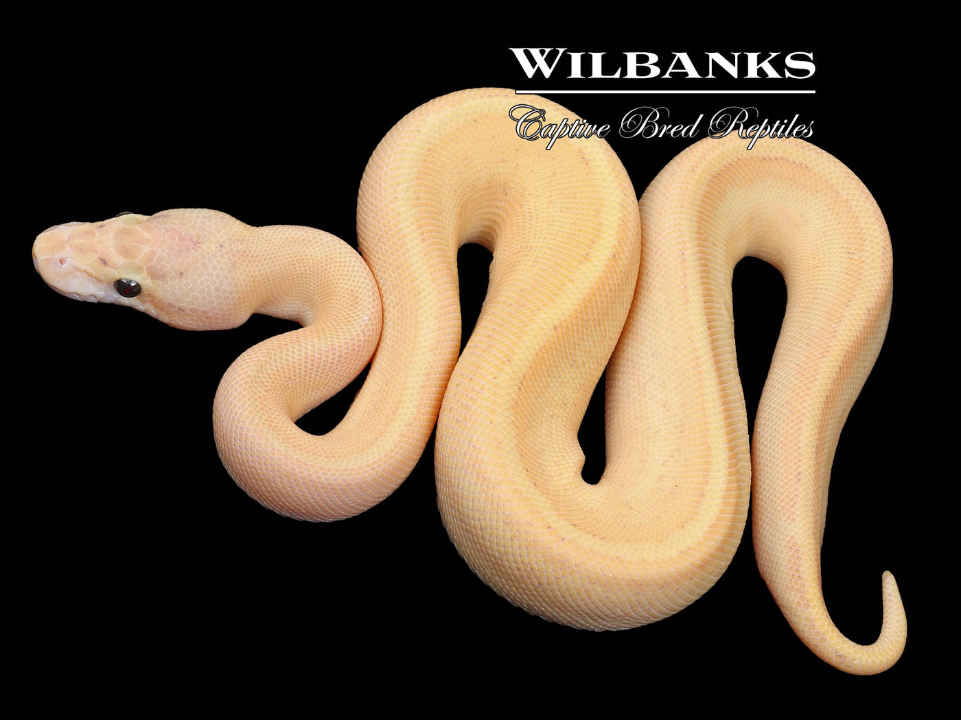 Puma Orange Dream Pinstripe Ball Python ♂ '23
