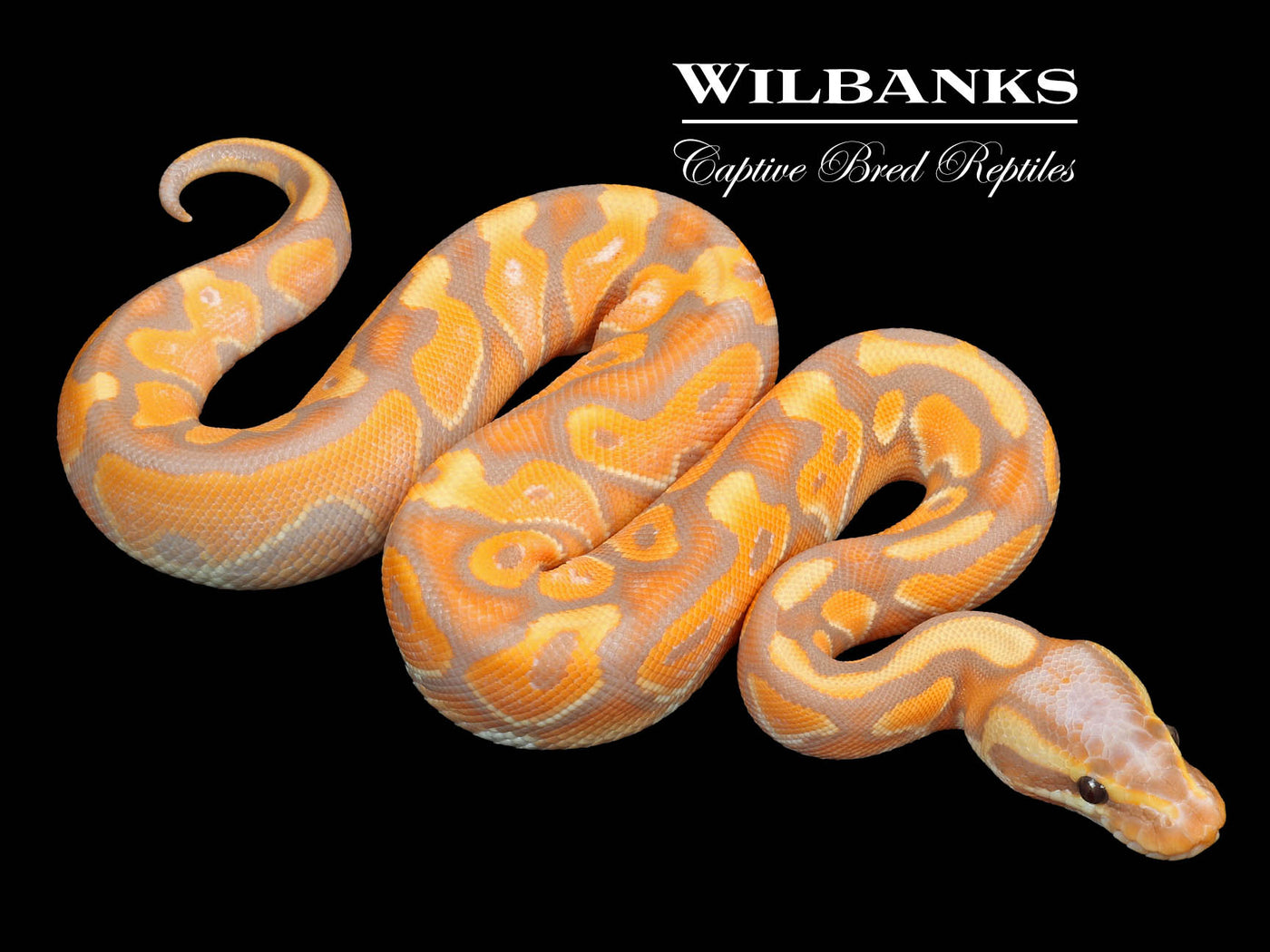 Banana Cinnamon Enchi Ball Python ♂ '23