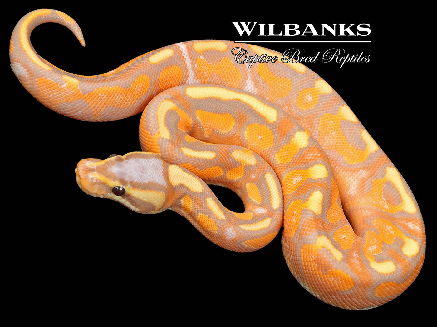 Banana Cinnamon Enchi Yellow Belly Ball Python ♂ '23 Wilbanks Captive