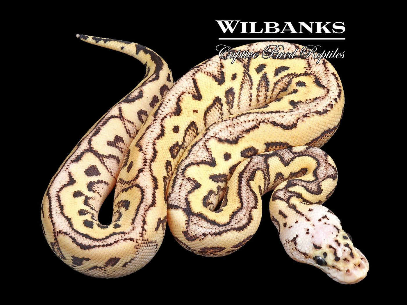 Sugar Pastel Spotnose Clown Ball Python ♀ '23