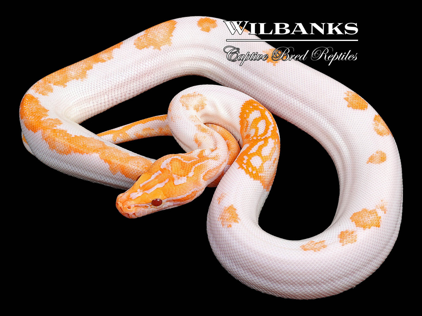 Albino Pied 66% PH Granite Burmese Python  ♀ '23