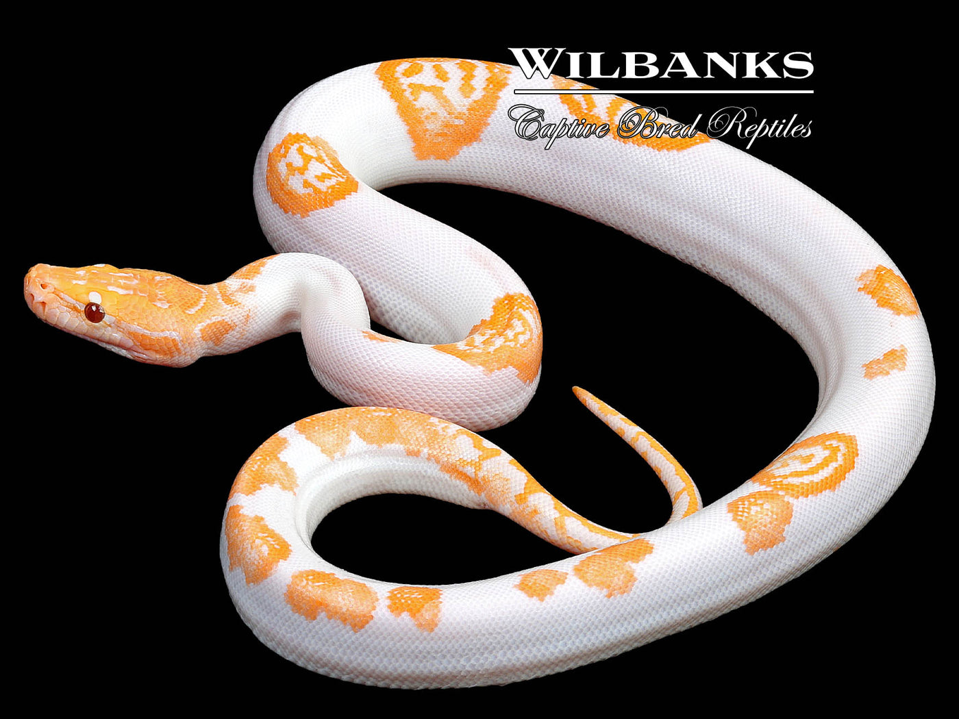 Albino Pied 66% PH Granite Burmese Python  ♂ '23
