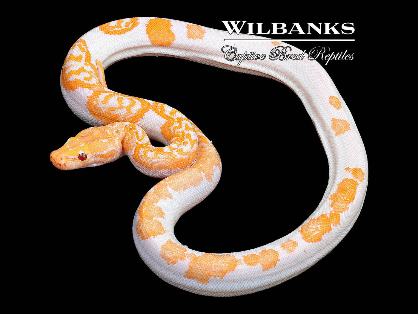 Albino Pied 66% PH Granite Burmese Python  ♂ '23