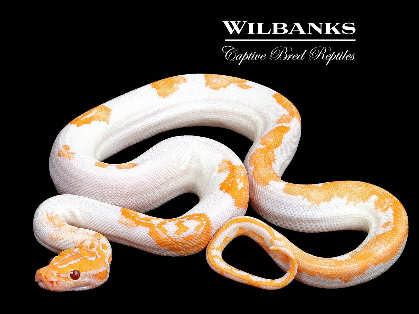 Albino Pied 66% PH Granite Burmese Python  ♀ '23