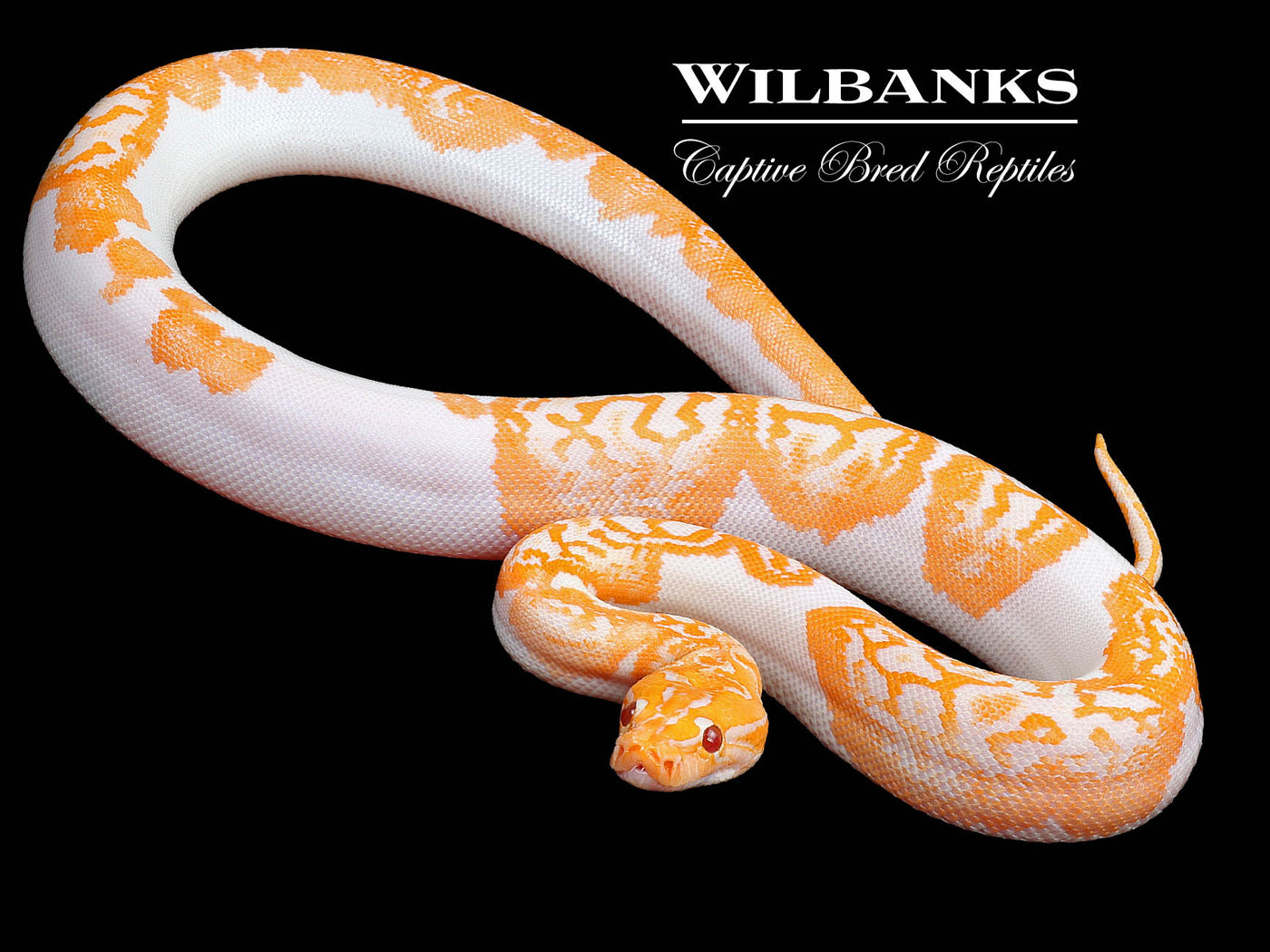 Albino Pied 66% PH Granite Burmese Python  ♂ '23