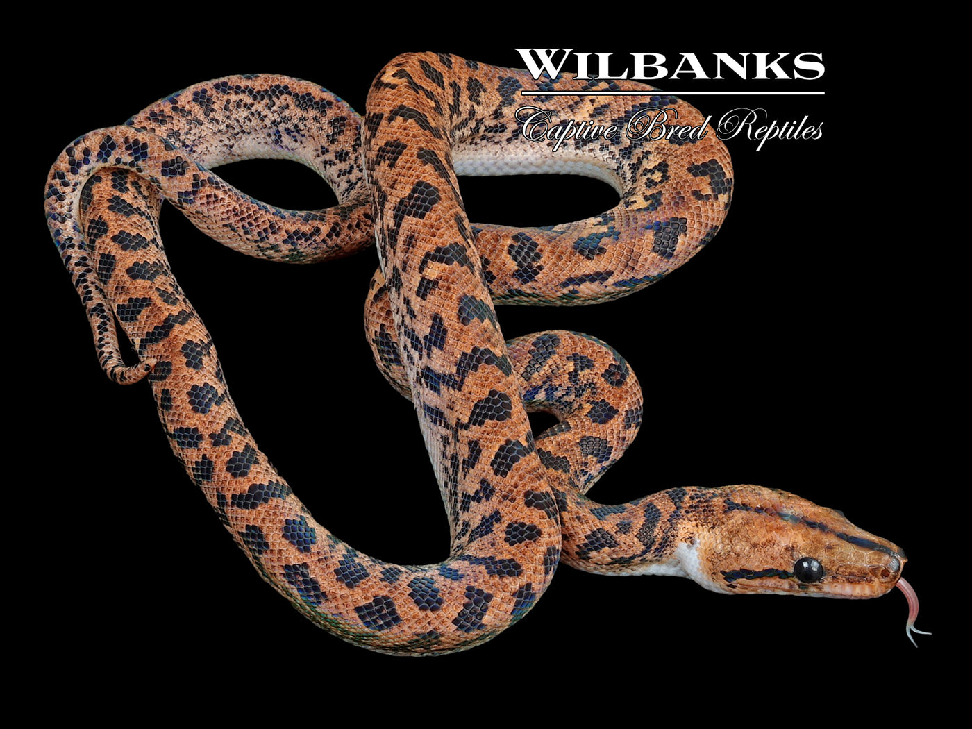 Piebald Brazilian Rainbow Boa ♂ '23