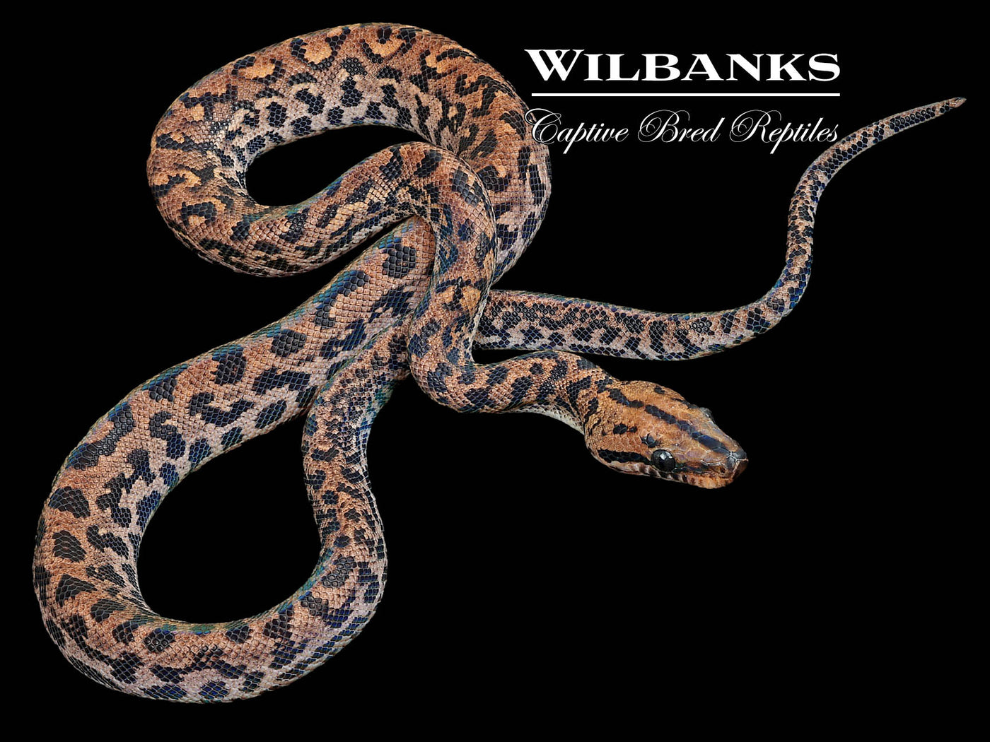 Piebald Brazilian Rainbow Boa ♀ '23
