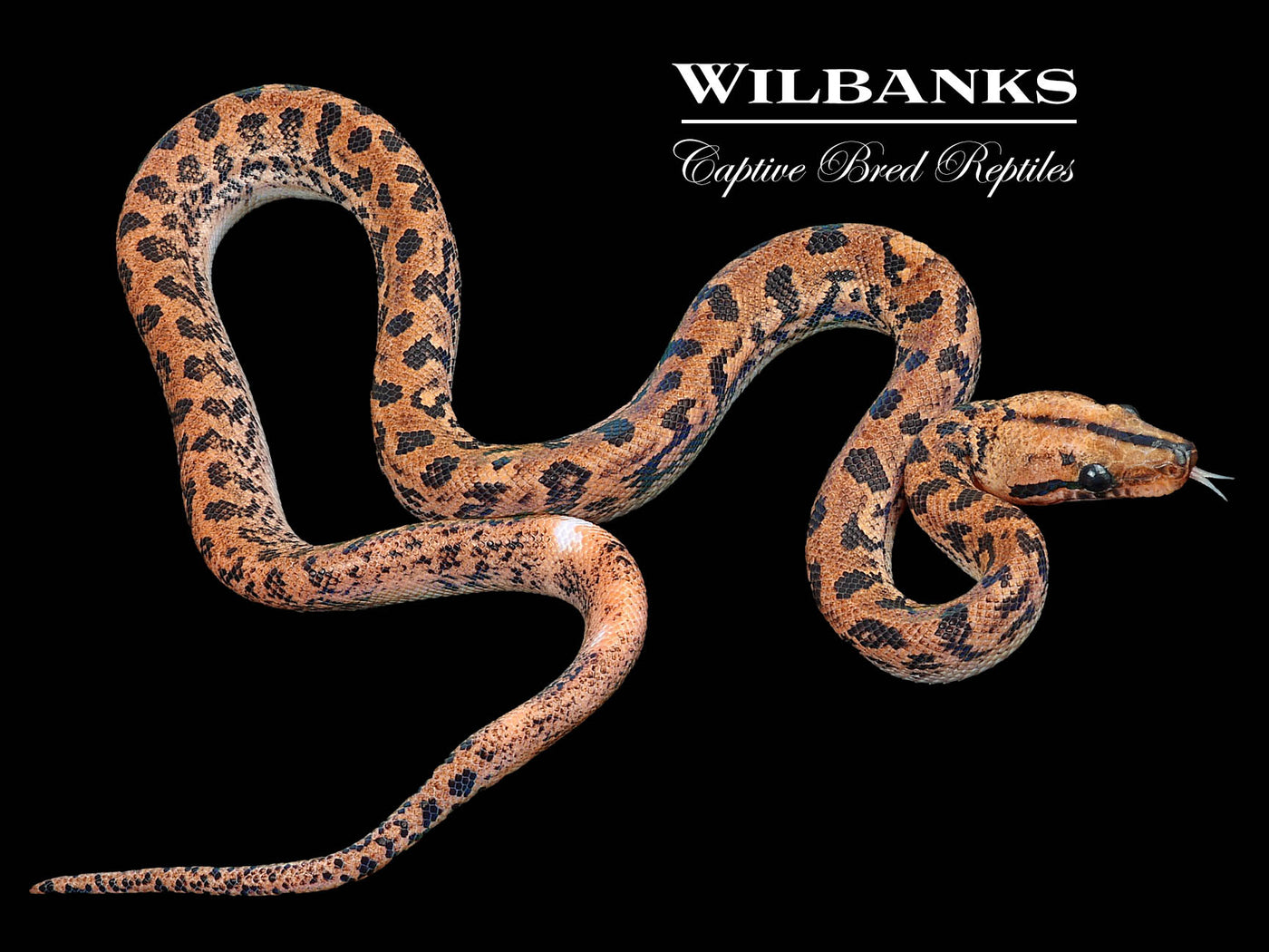Piebald Brazilian Rainbow Boa ♂ '23