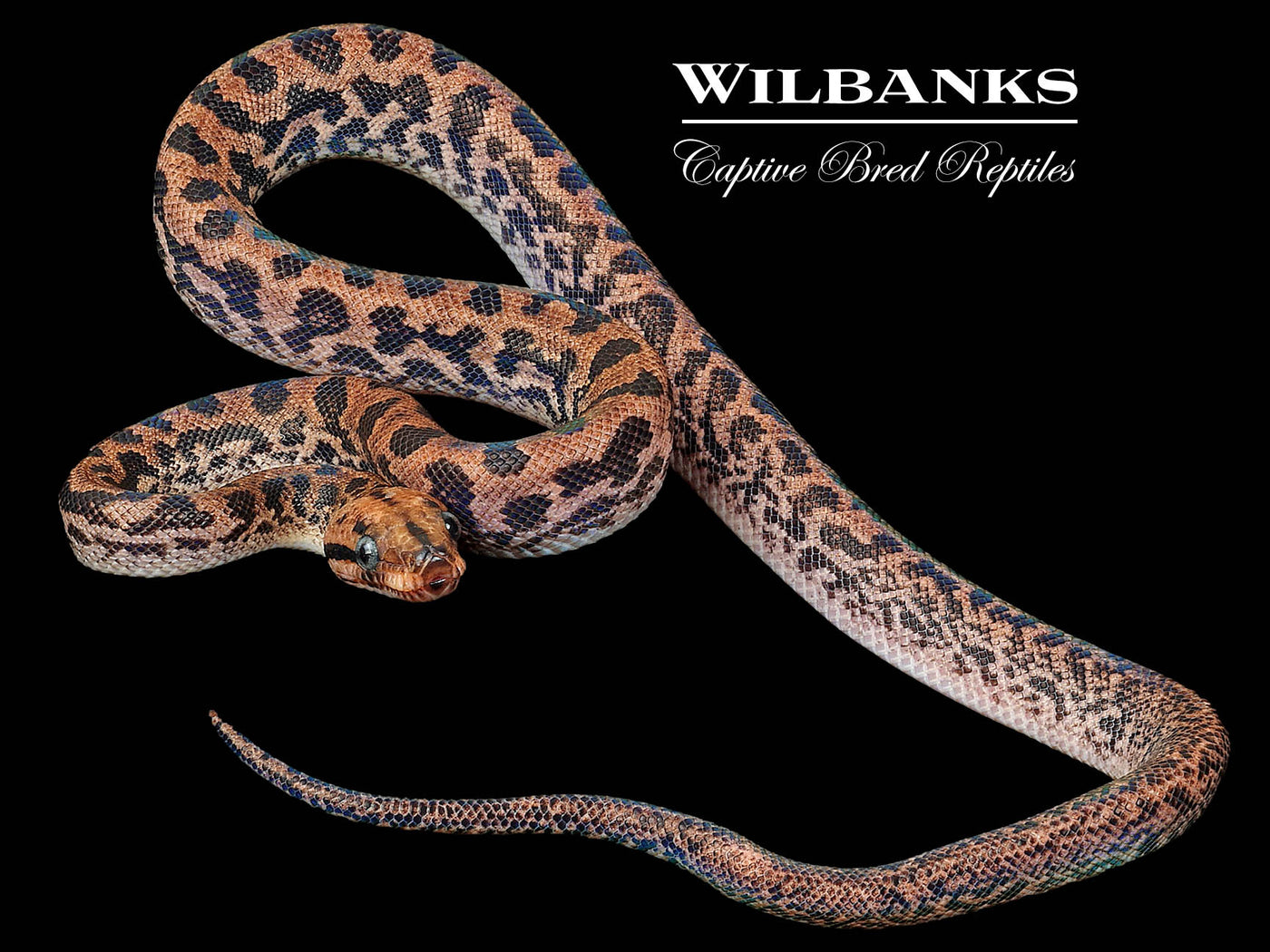 Piebald Brazilian Rainbow Boa ♂ '23
