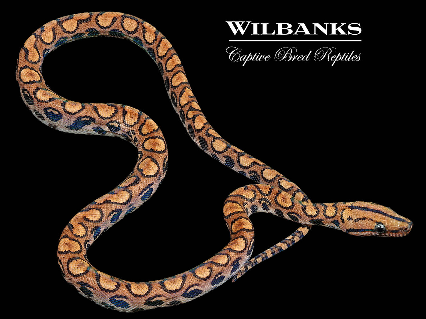 100% Het. Piebald Brazilian Rainbow Boa ♀ '23
