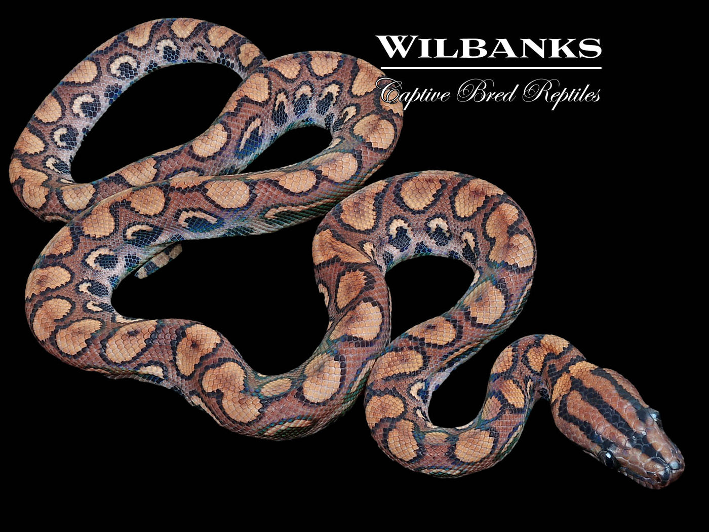 Brazilian Rainbow Boa 66% PH Caramel Albino ♂ '23