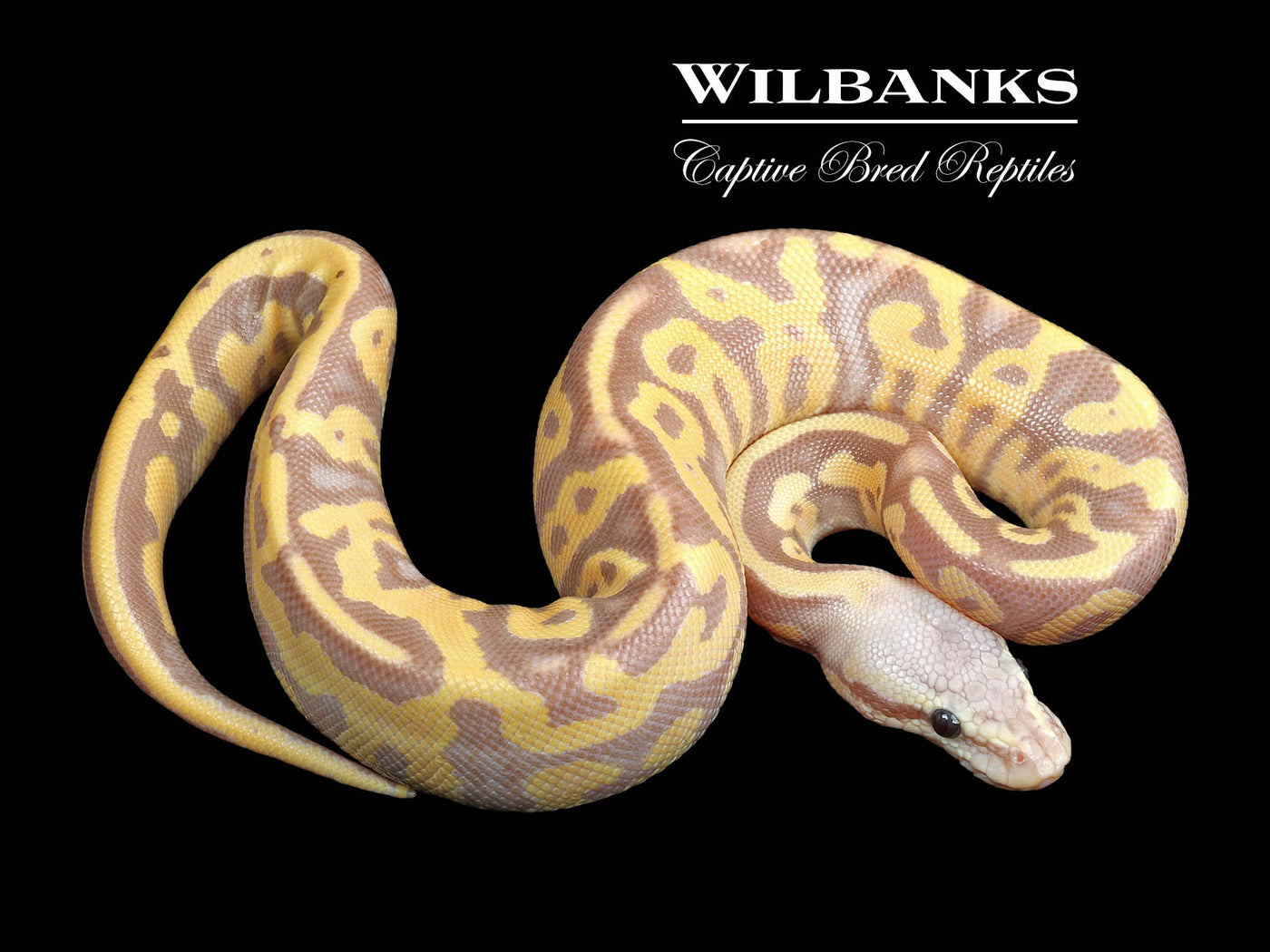 Banana Leopard Pastel Ball Python ♂ '23