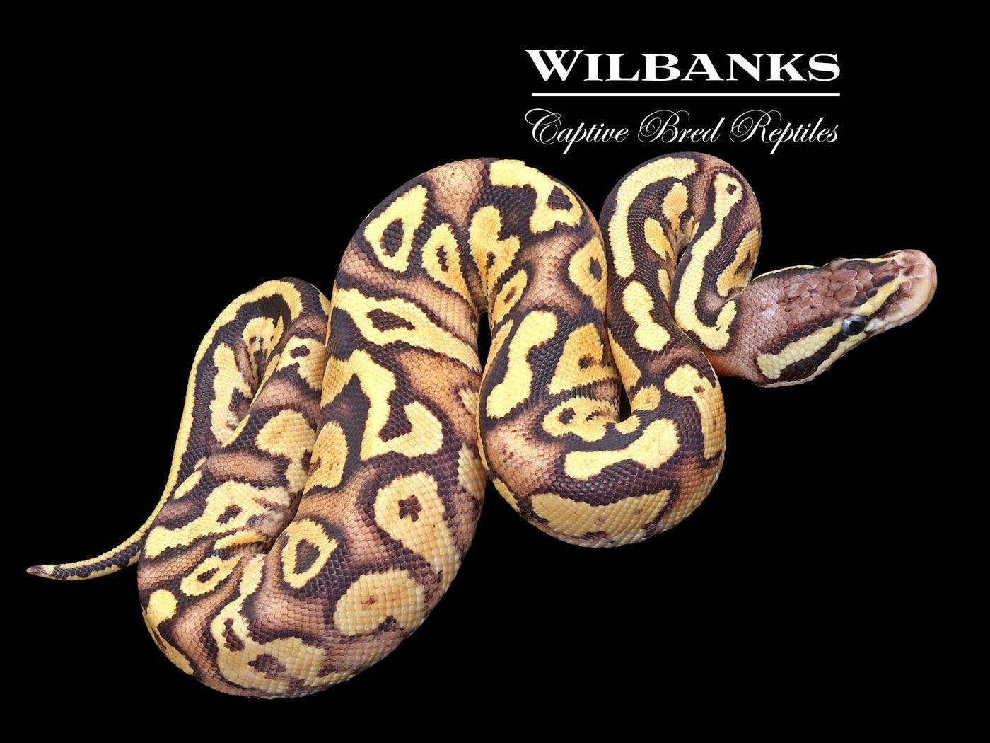 Firefly Yellow Belly Ball Python ♀ '23
