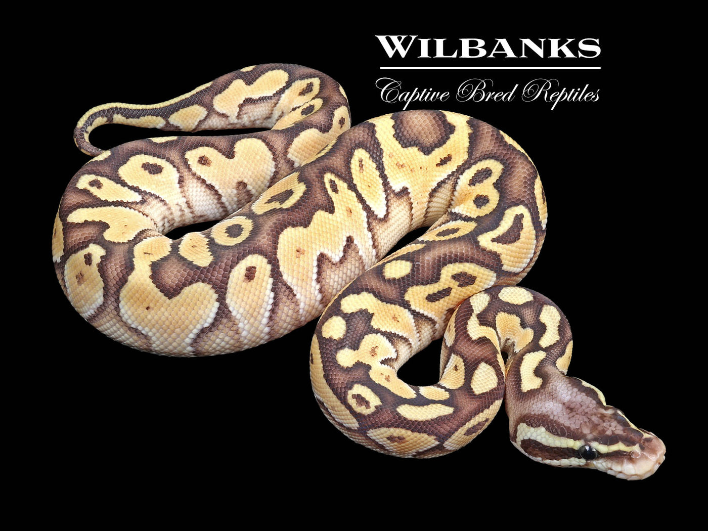 Pastel Butter Yellow Belly Ball Python ♀ '23