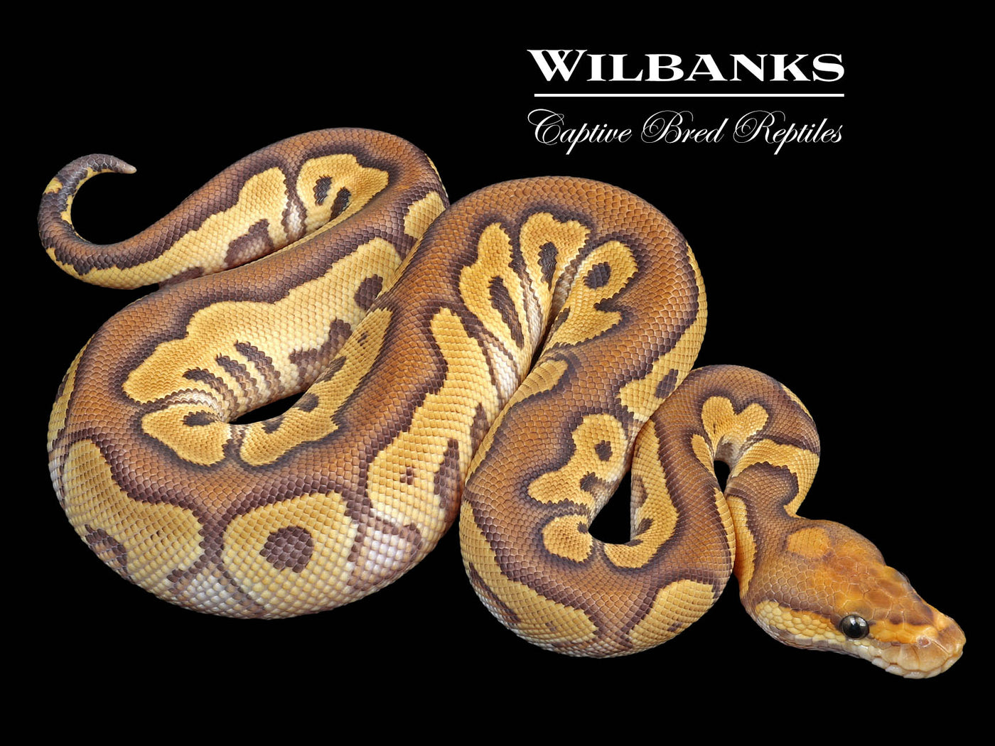 Mojave Clown Ball Python ♂ '23
