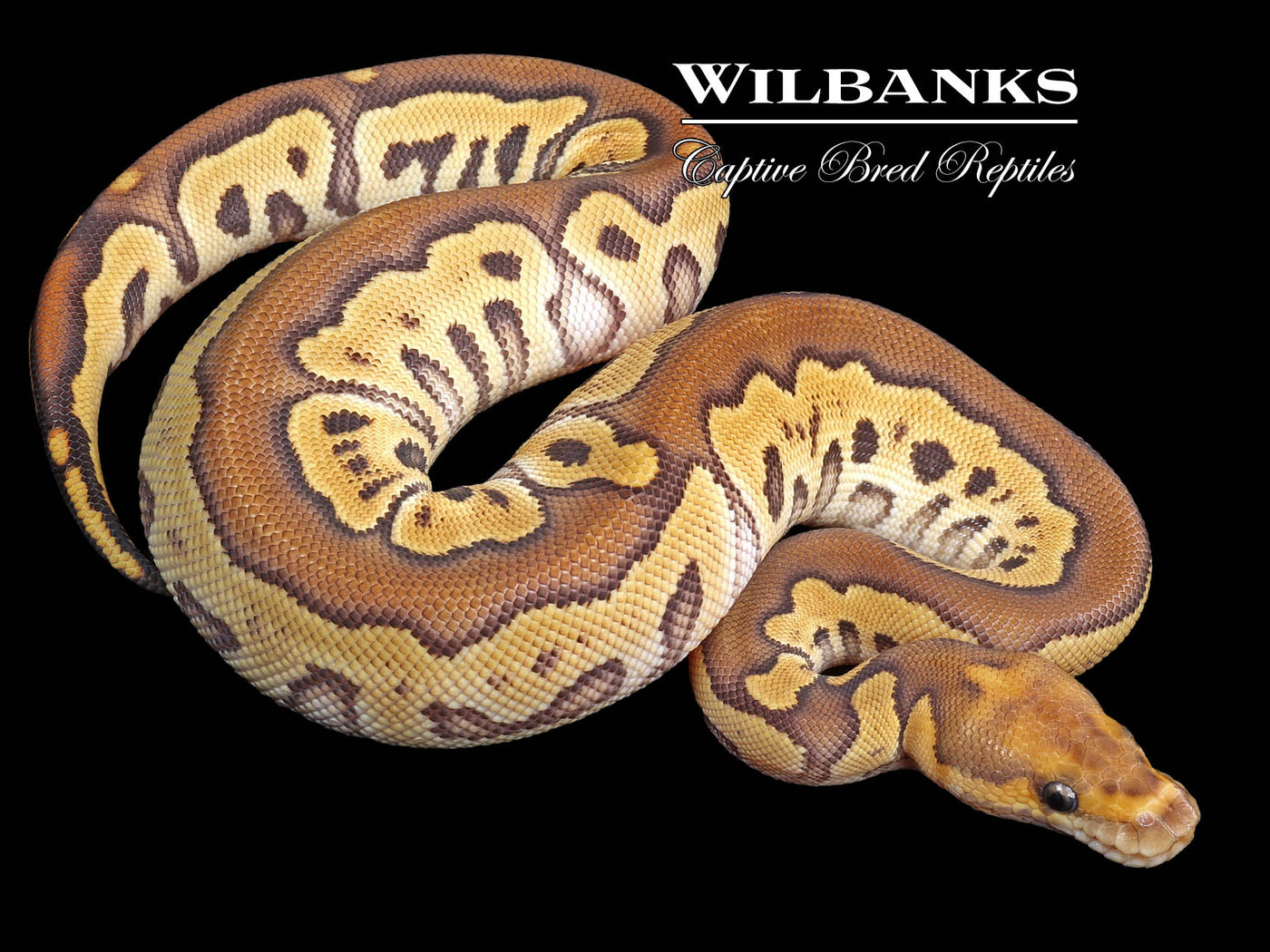 Mojave Clown Ball Python ♀ '23 Wilbanks Captive Bred Reptiles