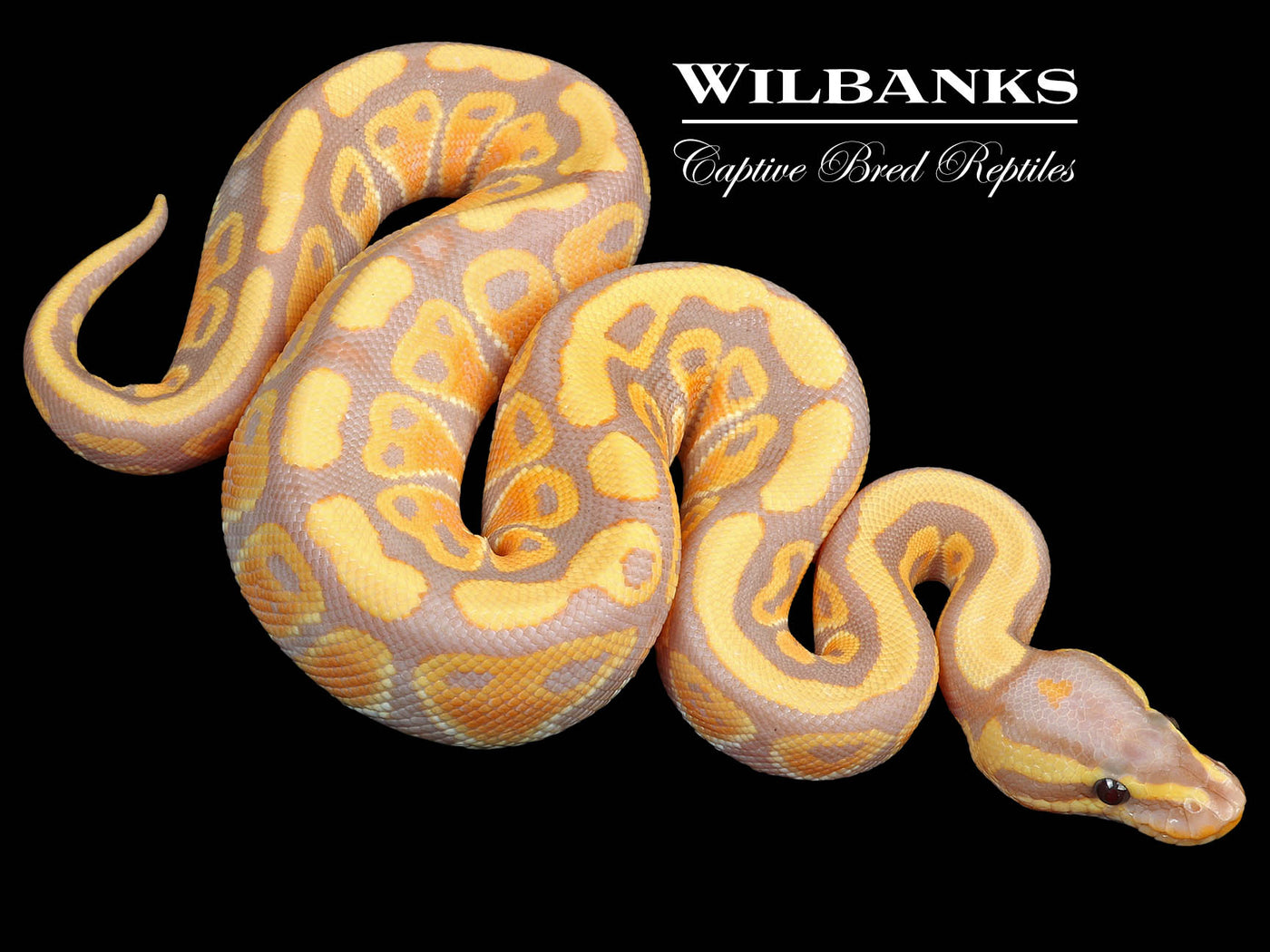 Banana 100% Het. Clown Ball Python ♂ '23