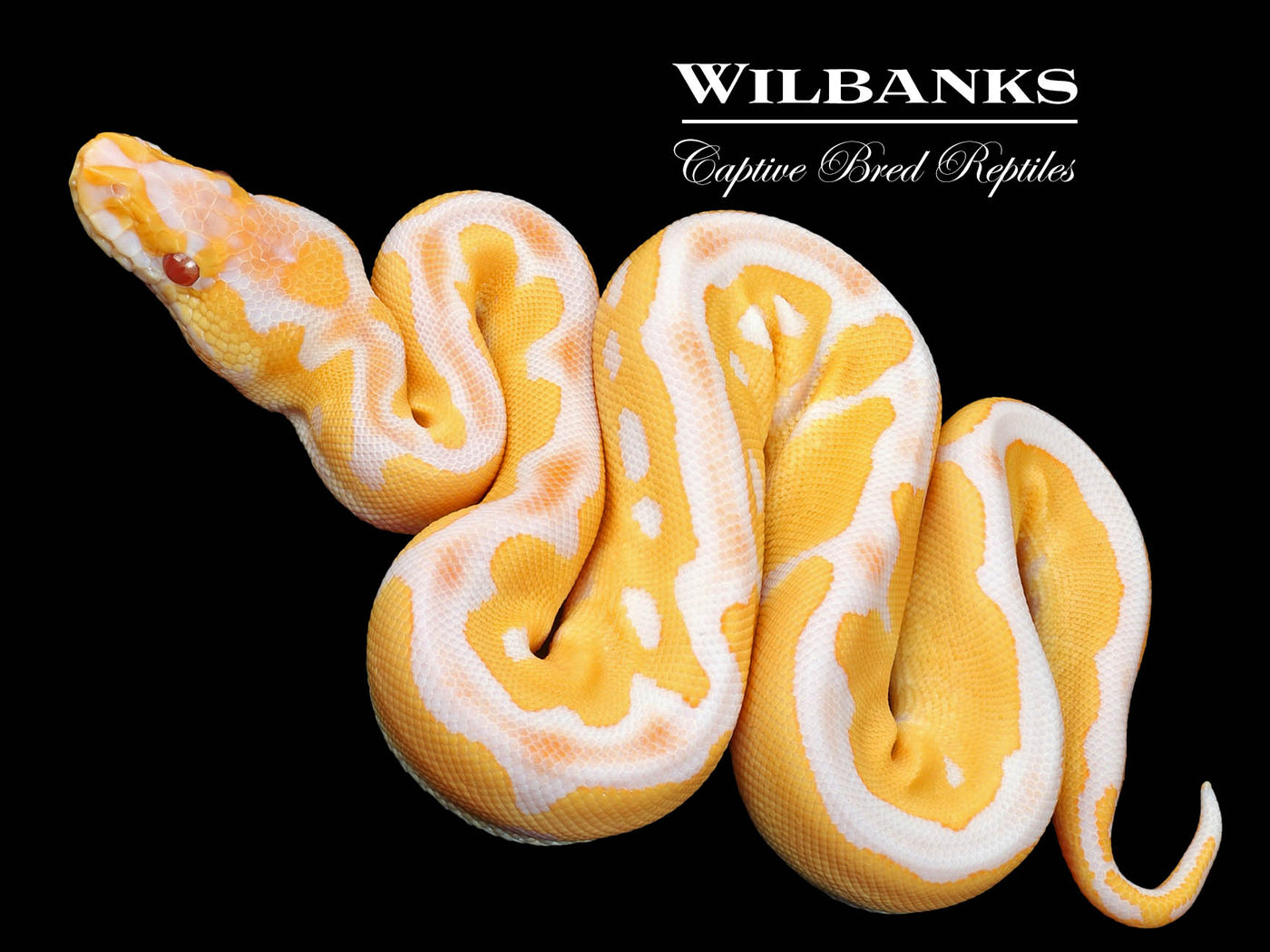 Lavender Clown Ball Python ♀ '23