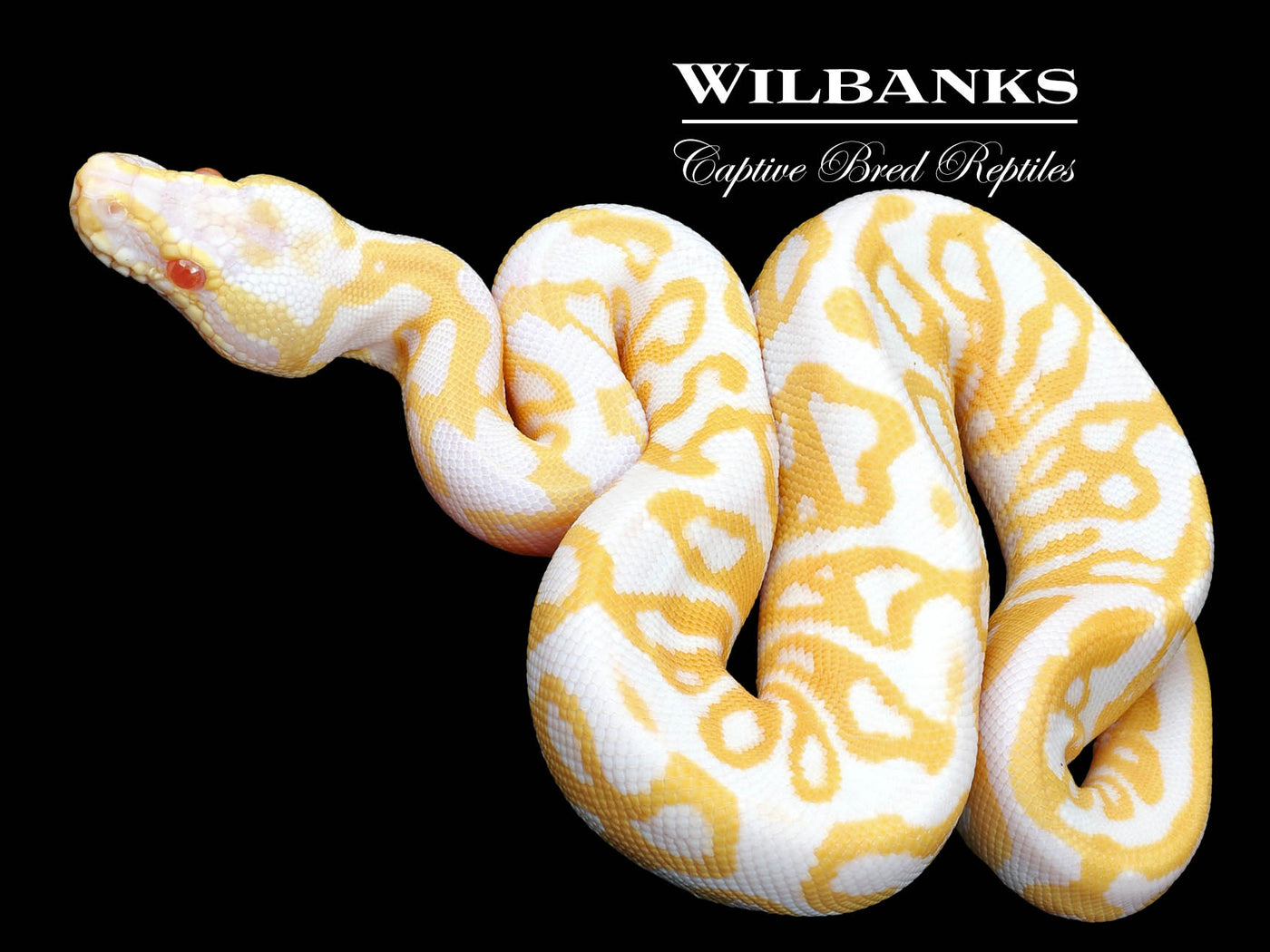 Pastel Albino Leopard Ball Python ♂ '23
