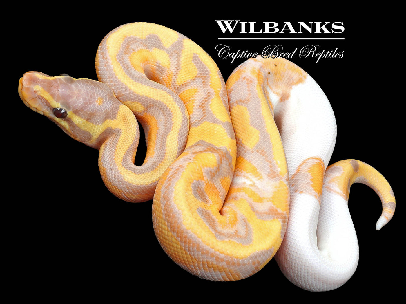 Banana Pied Ball Python ♂ '23