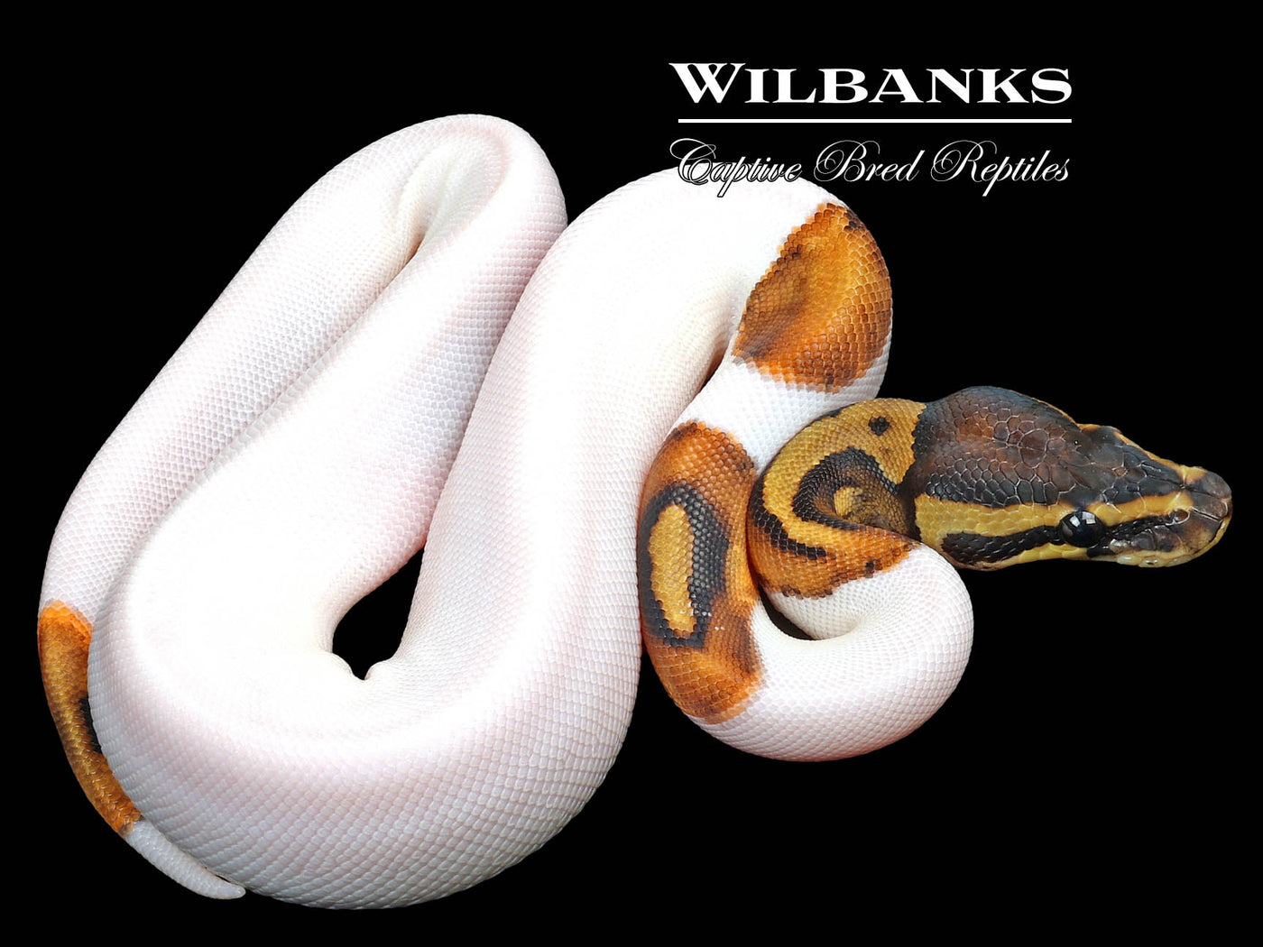 Pied Ball Python ♀ '23