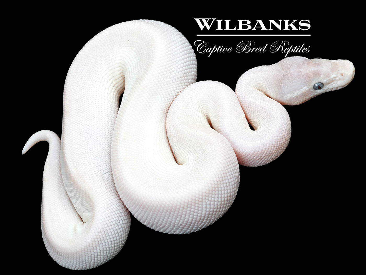 Blue Eyed Lucy (Super Mojave) Ball Python ♂ '23