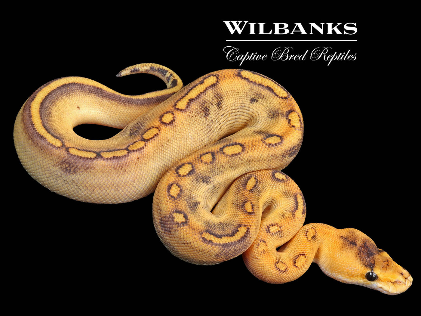Champagne Ball Python ♀ '23
