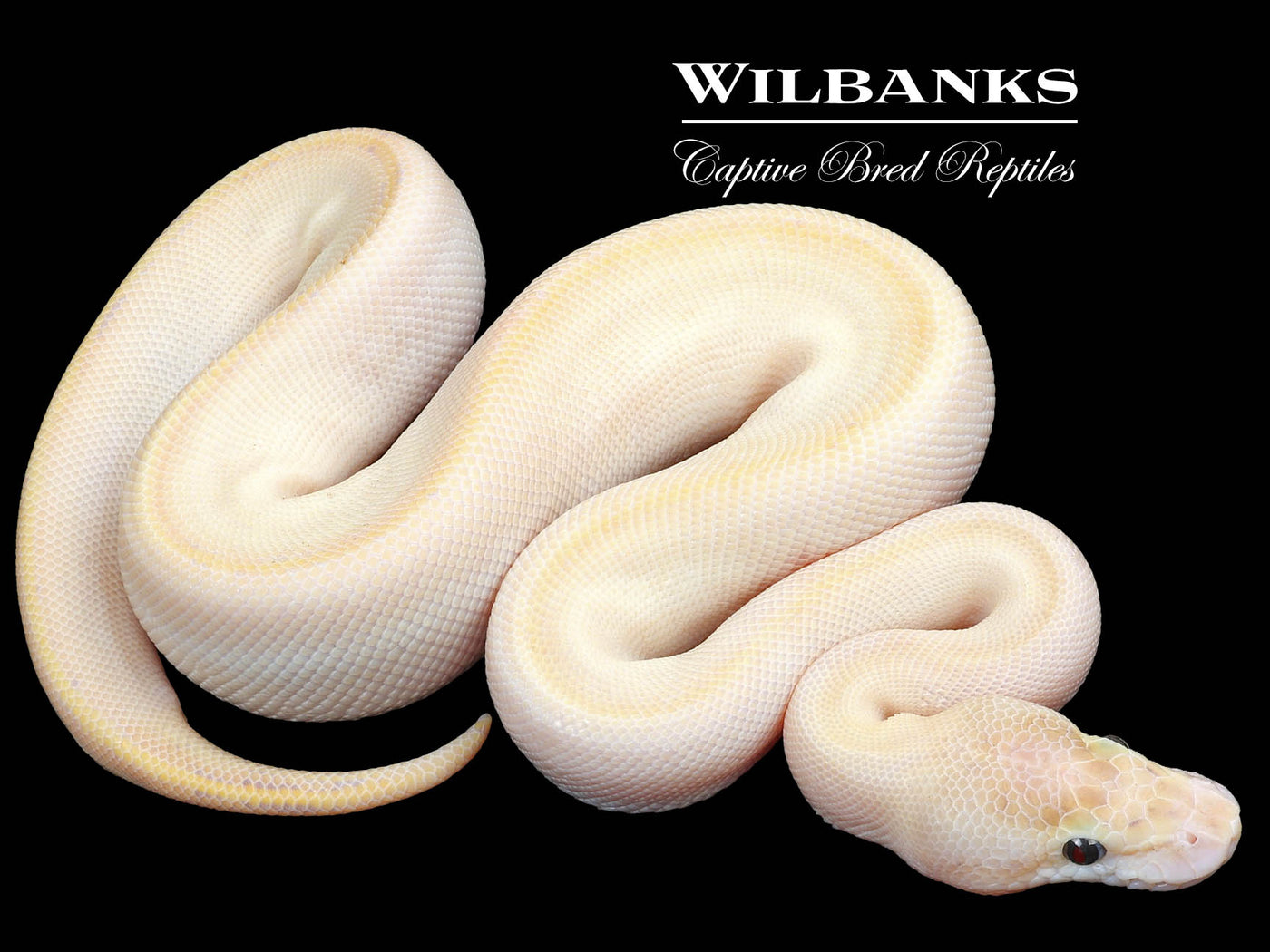 Ivory Ball Python ♂ '23