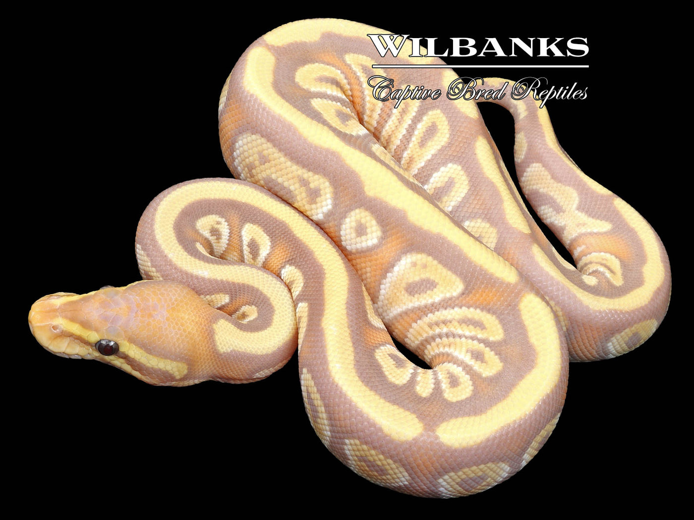 Mojave Banana 100% Het. Clown Ball Python ♀ '23
