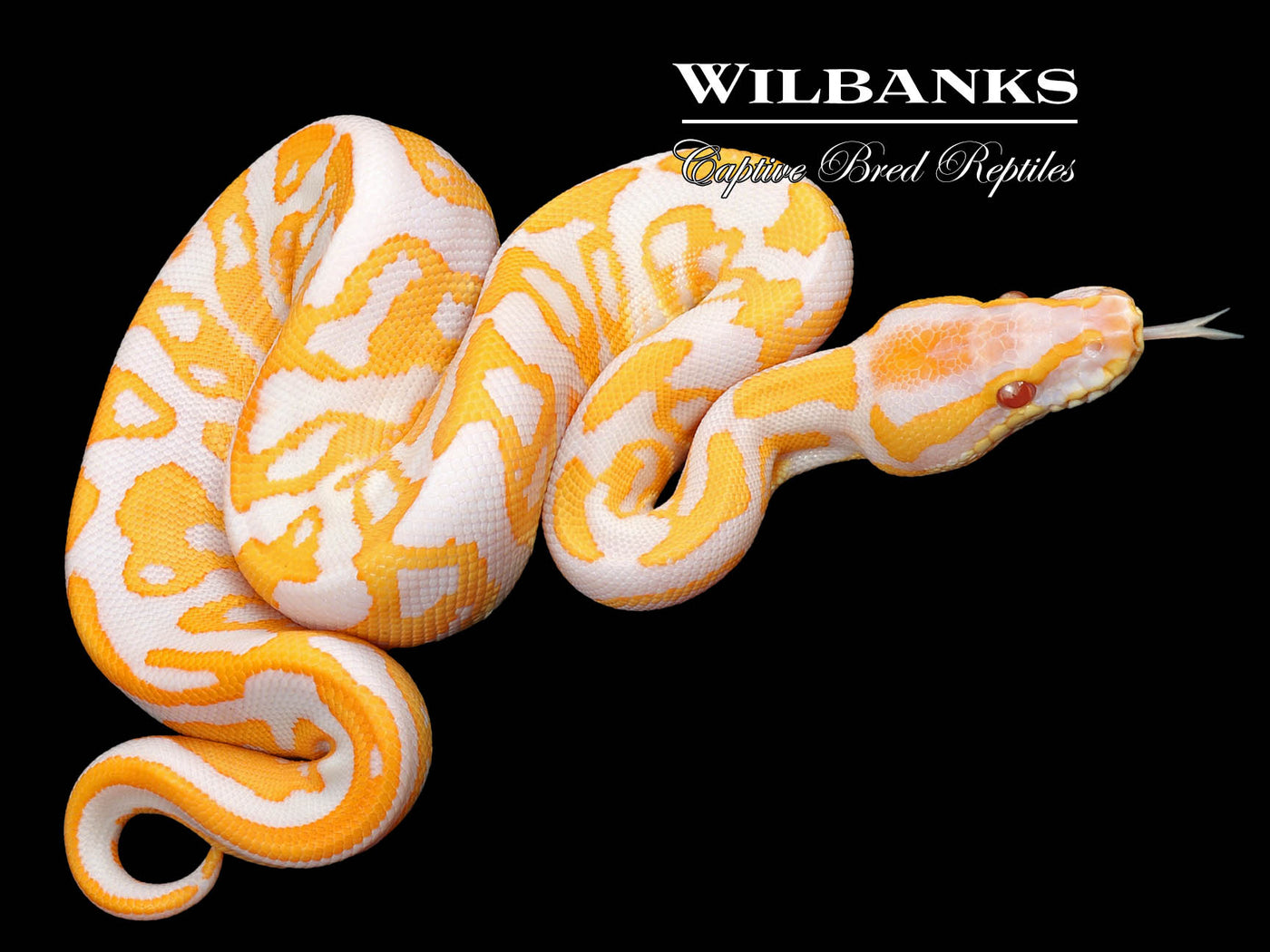 Lavender Leopard Ball Python ♂ '23
