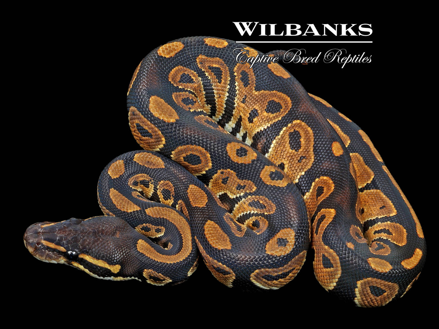 Blackhead 100% Het. Lavender Albino Ball Python ♀ '23