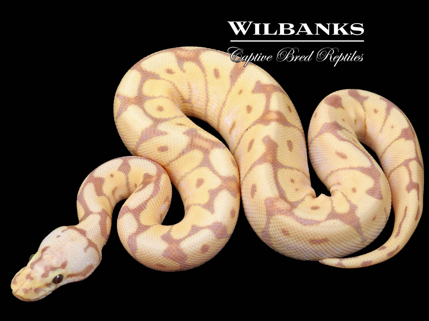 Banana Bumble Bee 100% Het. Clown Ball Python ♂ '23
