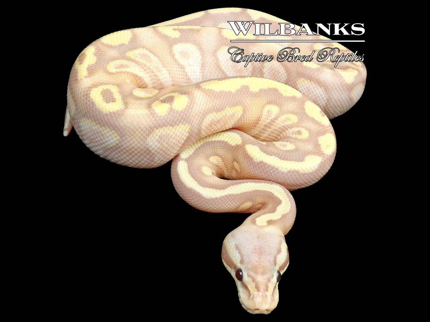 Stranger Banana Pastel Ball Python ♀ '23