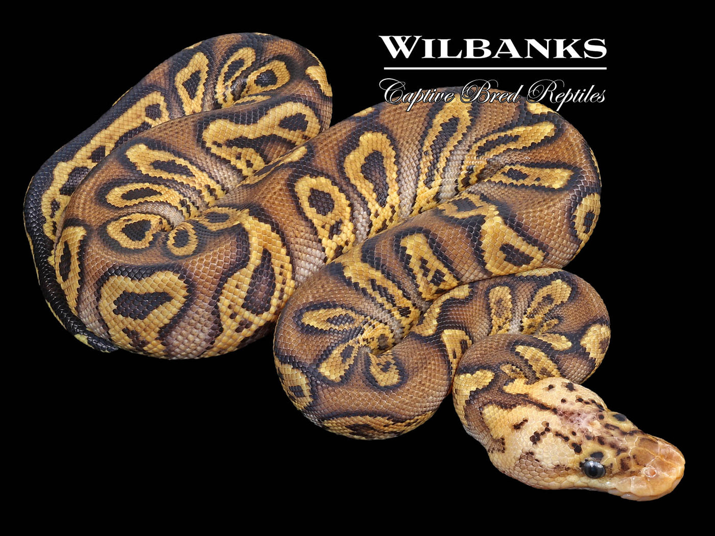 Sable Mahogany Pastel Clown Ball Python ♀ '23