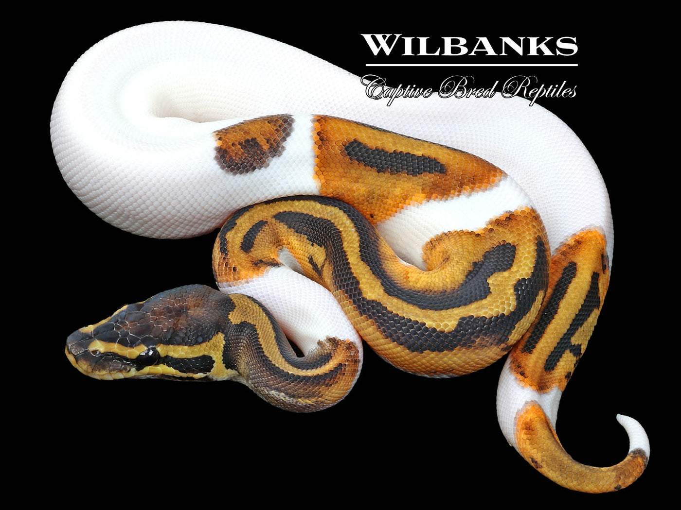 Pied Ball Python ♀ '23