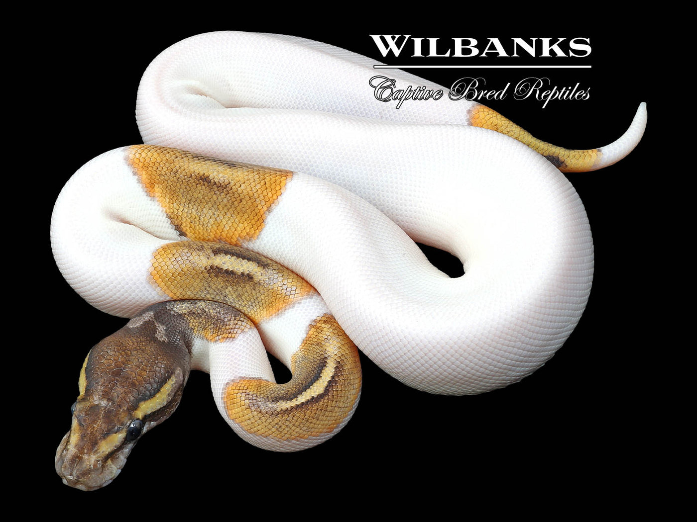 Mojave Pied Ball Python ♀ '23