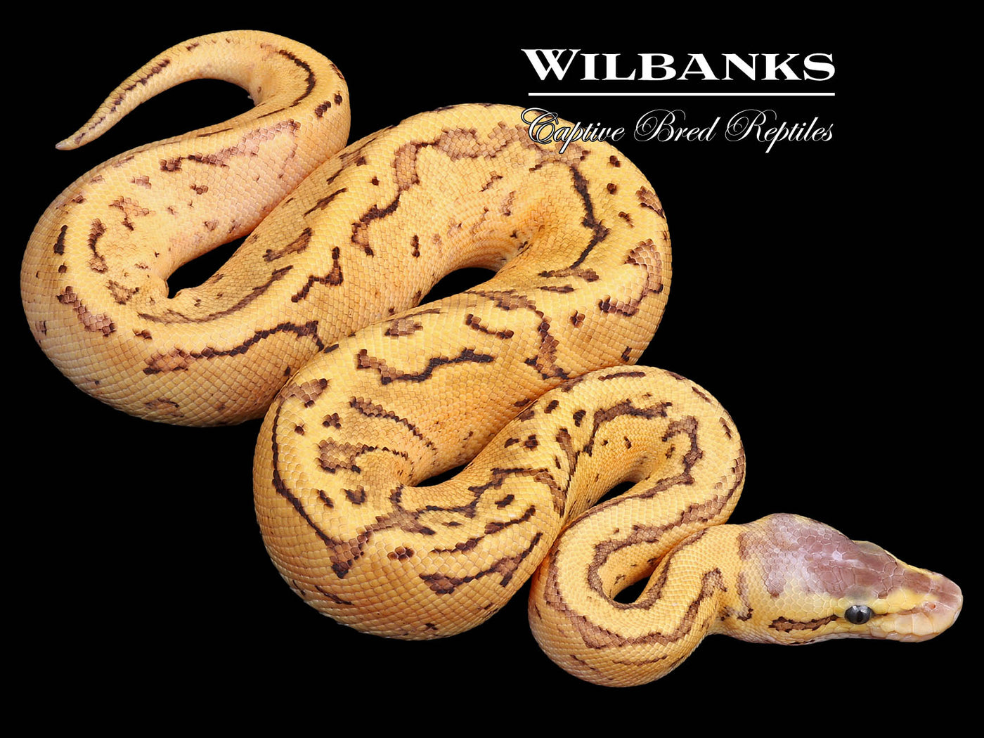 DragonFly 100% Het. Pied Ball Python ♂ '23