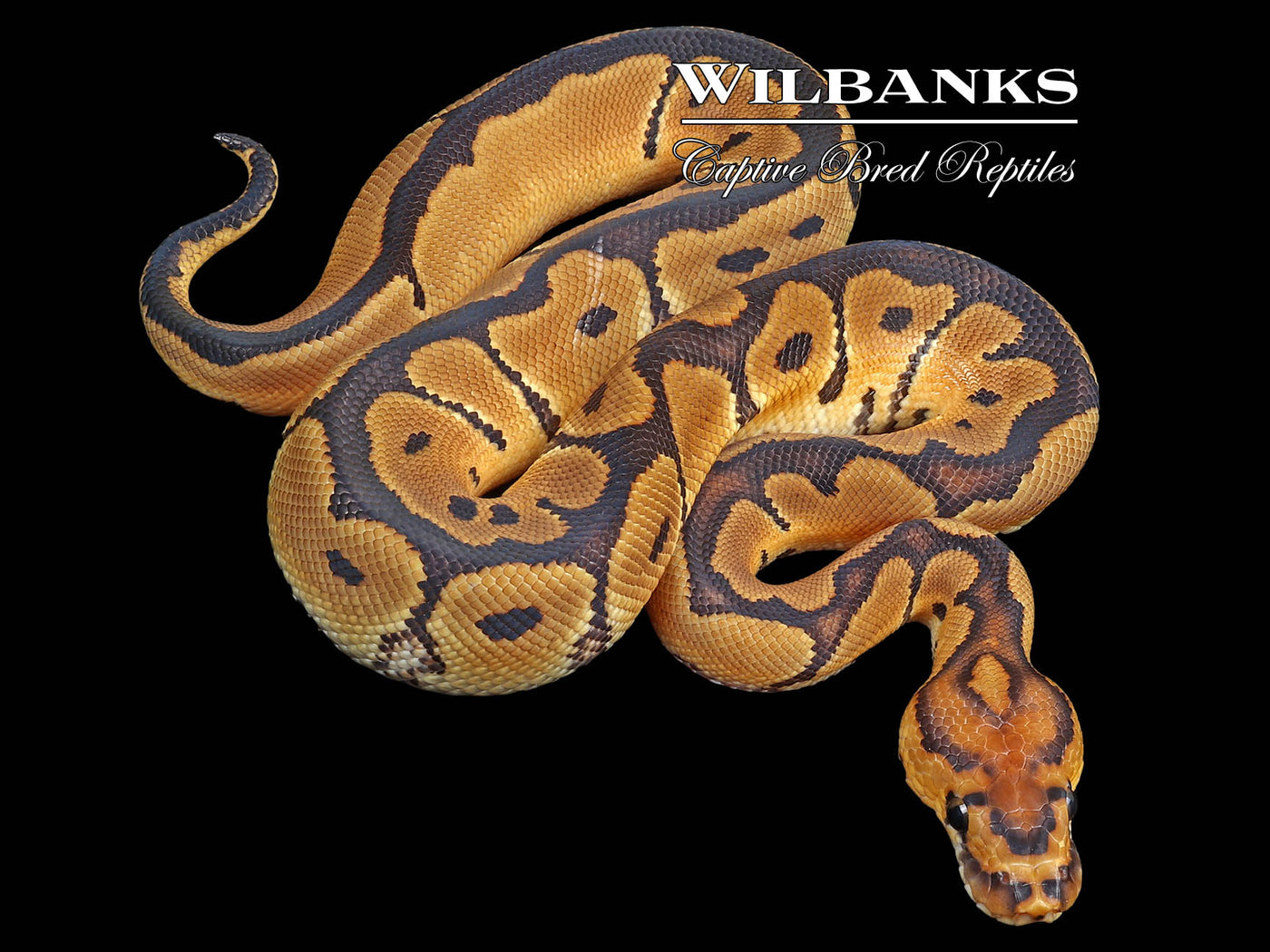 Clown Ball Python ♂ '23