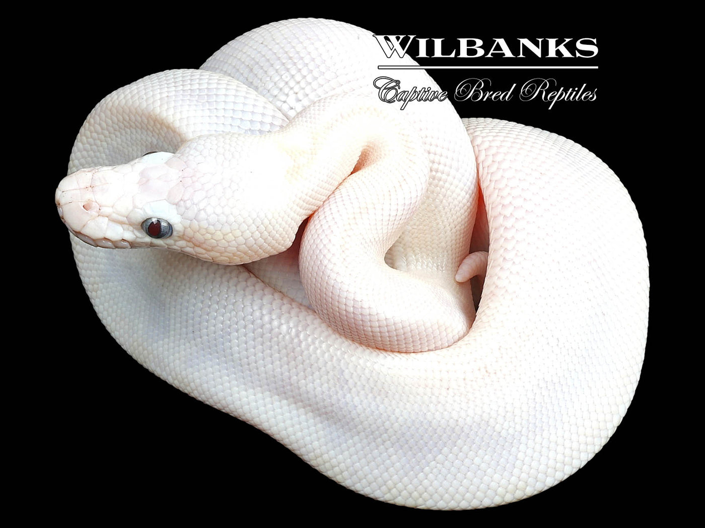 GHI Pastel Blue Eyed Leucistic (Lucy) (Bamboo Mojave) Ball Python ♂ '23