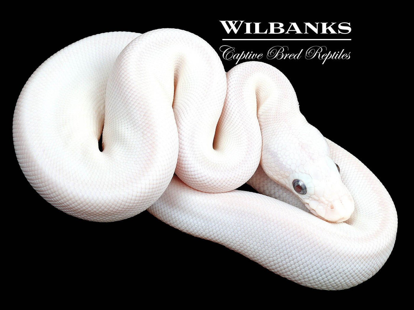 Blue Eyed Leucistic (Lucy) (Mojave Butter) Ball Python ♀ '23
