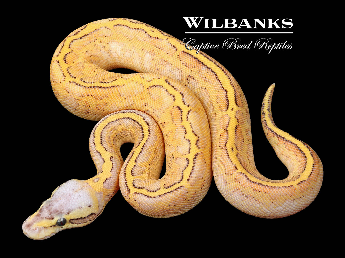 Pastel Freeway Pinstripe Ball Python ♂ '23