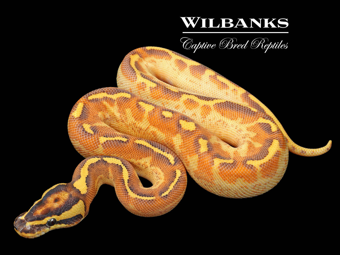 Freeway Enchi Sugar Ball Python ♂ '23