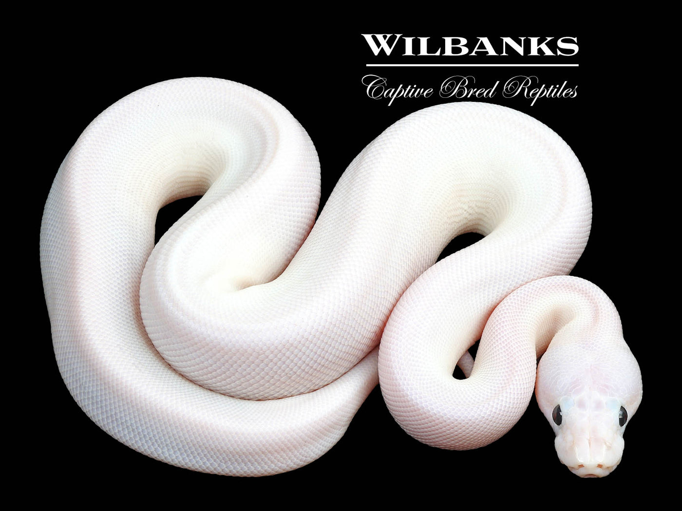 Super Fire Ball Python ♀ '23