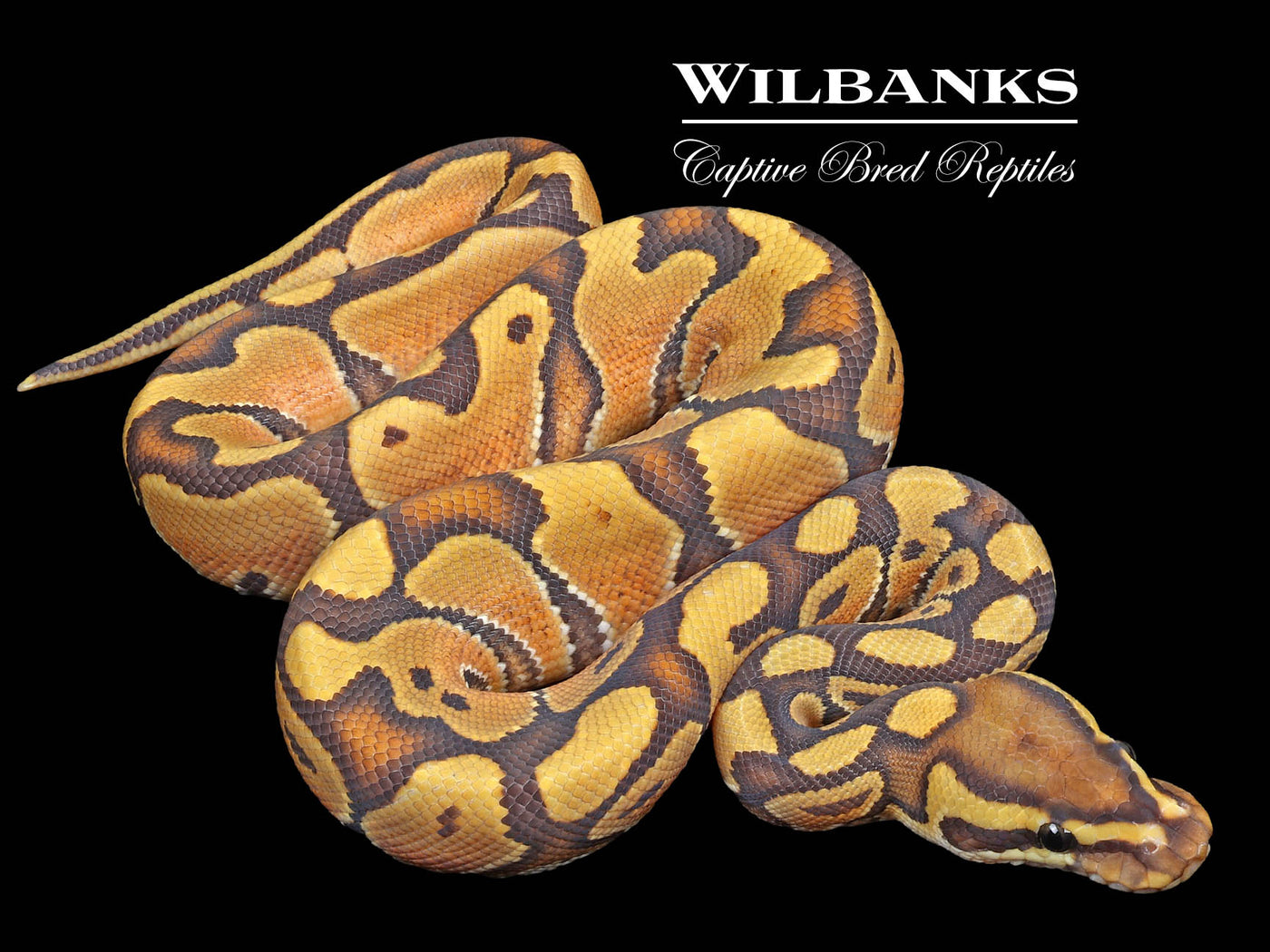 Hypo Enchi Ball Python ♂ '23