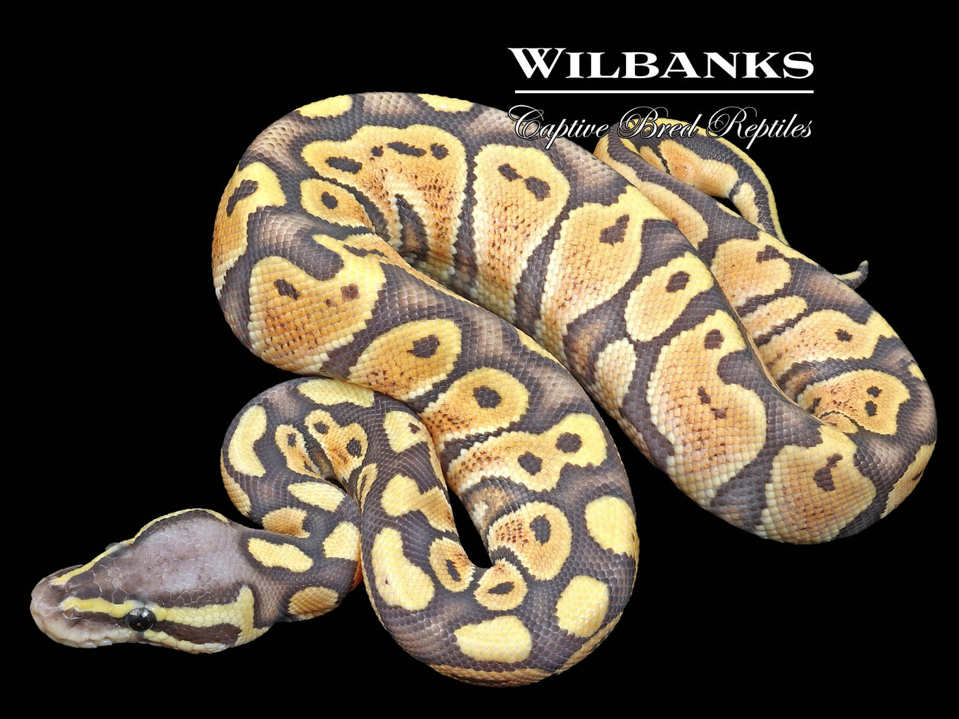 Pastel Ghost Ball Python ♂ '23