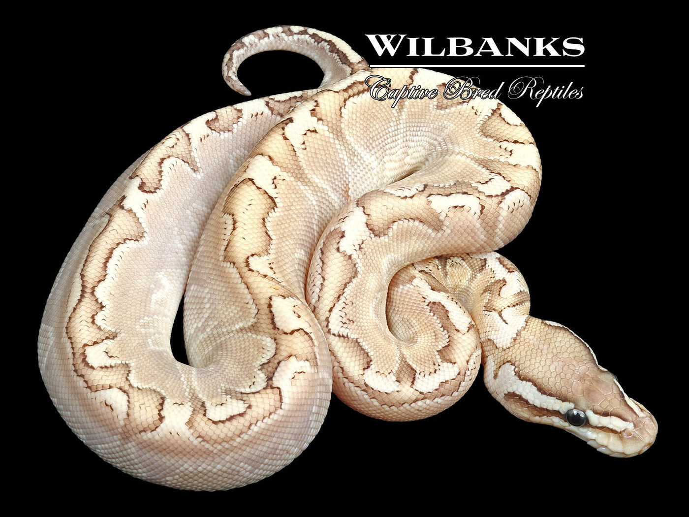 GHI Pastel Bamboo Ball Python ♀ '23