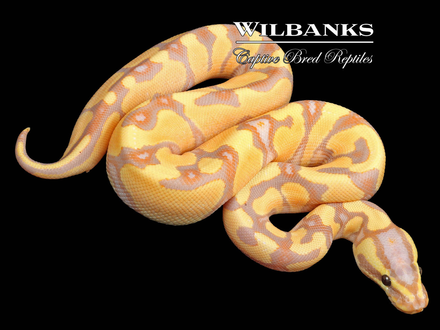 Banana Enchi Yellow Belly Ball Python ♂ '23